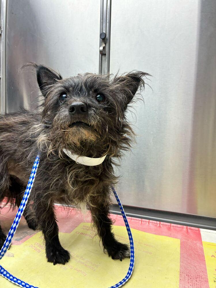 Enlarge Toto, a Adoptable Terrier in Marietta, GA image 5/5
