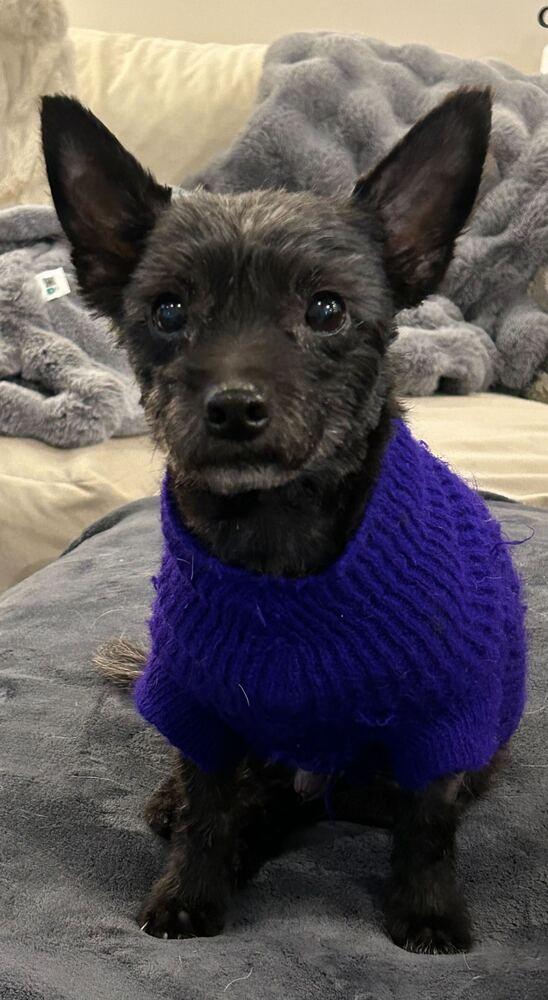 Enlarge Toto, a Adoptable Terrier in Marietta, GA image 6/6