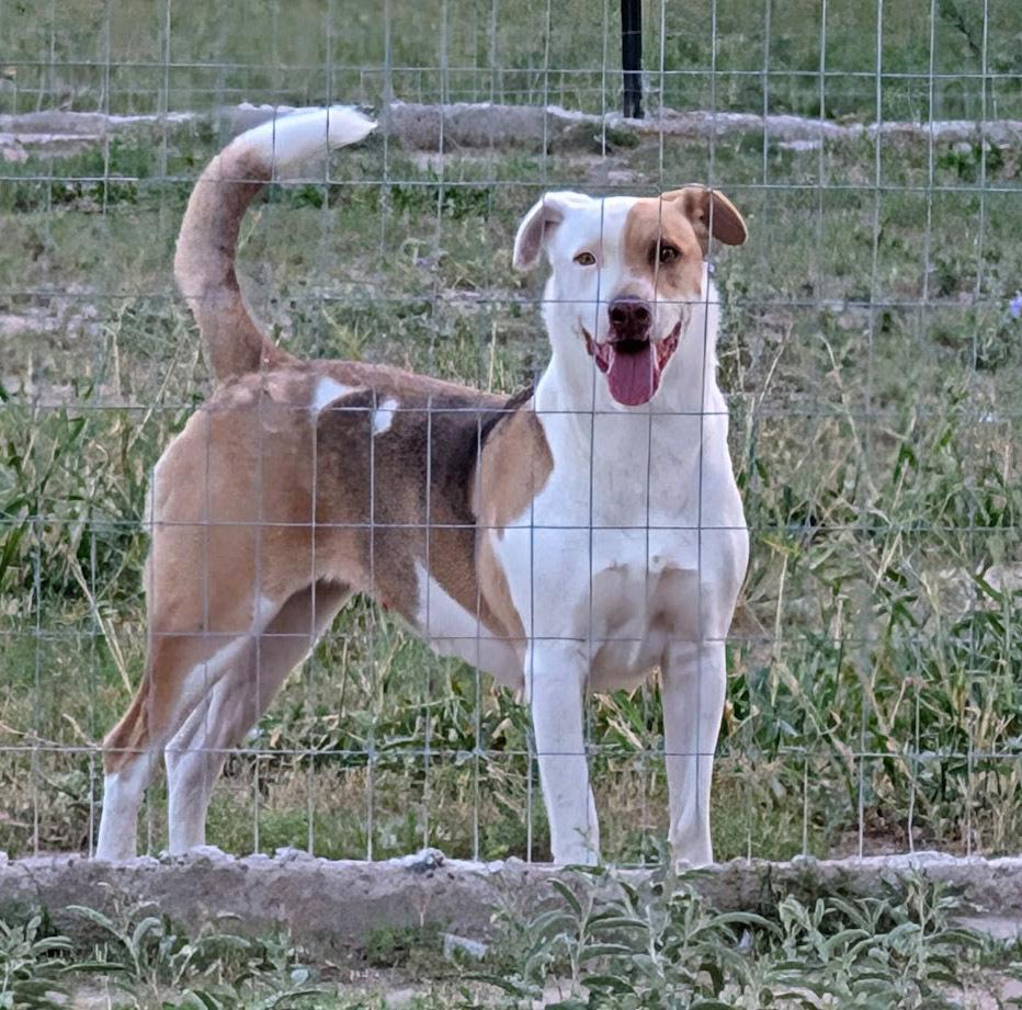 June Bug, a Adoptable mixed breed in Mission, TX image 1/6