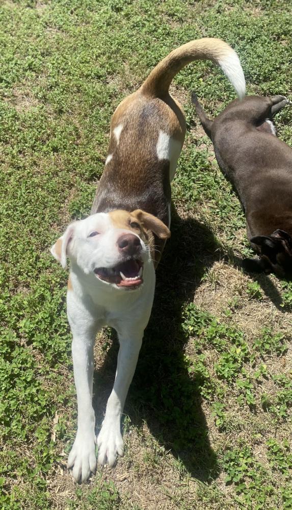 June Bug, a Adoptable mixed breed in Mission, TX image 2/6