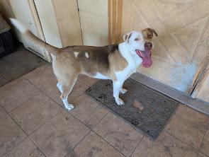 June Bug, a Adoptable mixed breed in Mission, TX image 3/6