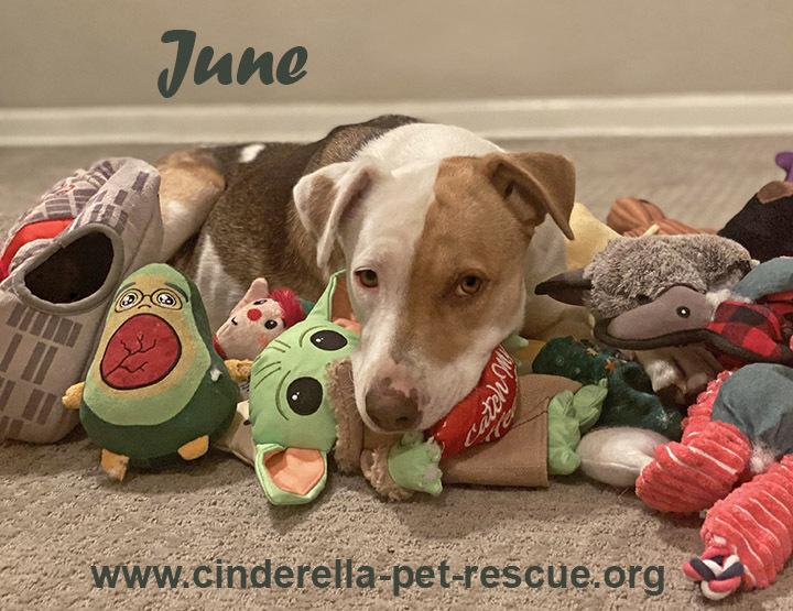 June Bug, a Adoptable mixed breed in Mission, TX image 4/6