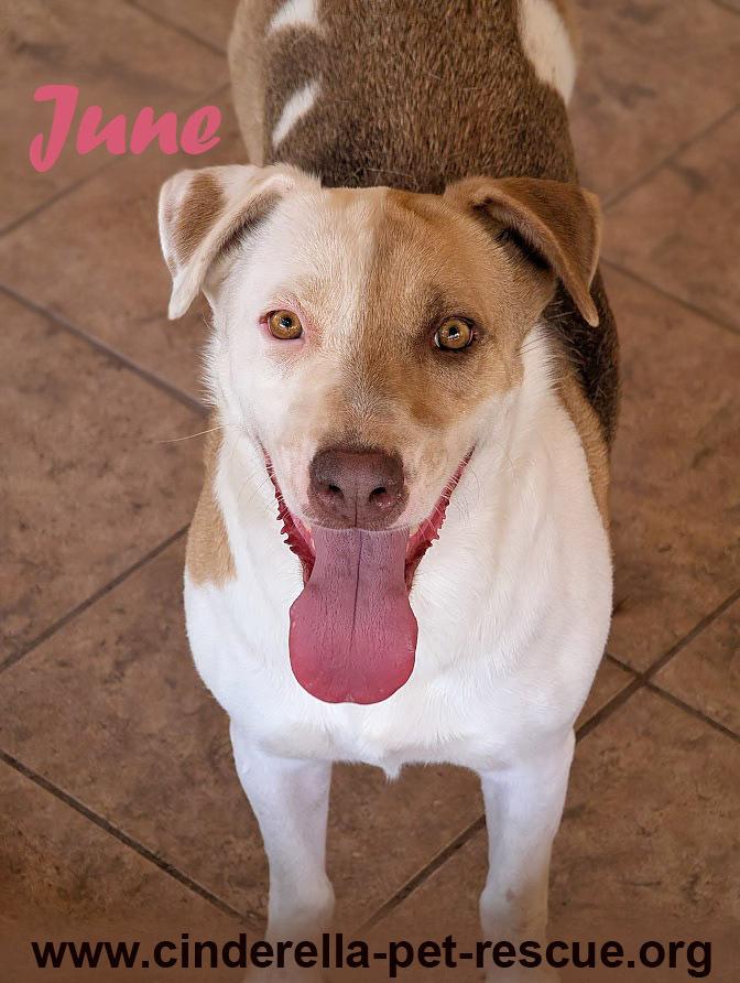 June Bug, a Adoptable mixed breed in Mission, TX image 5/6