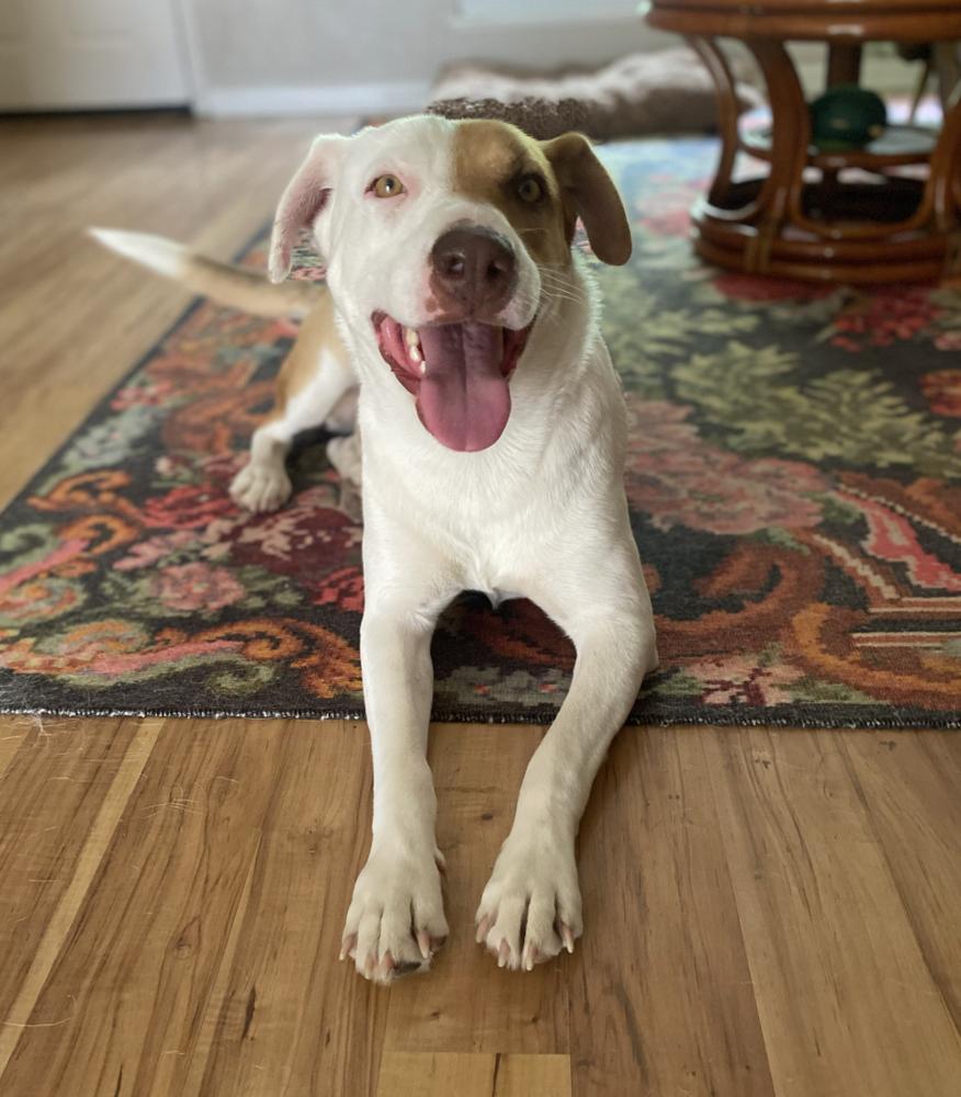 June Bug, a Adoptable mixed breed in Mission, TX image 6/6