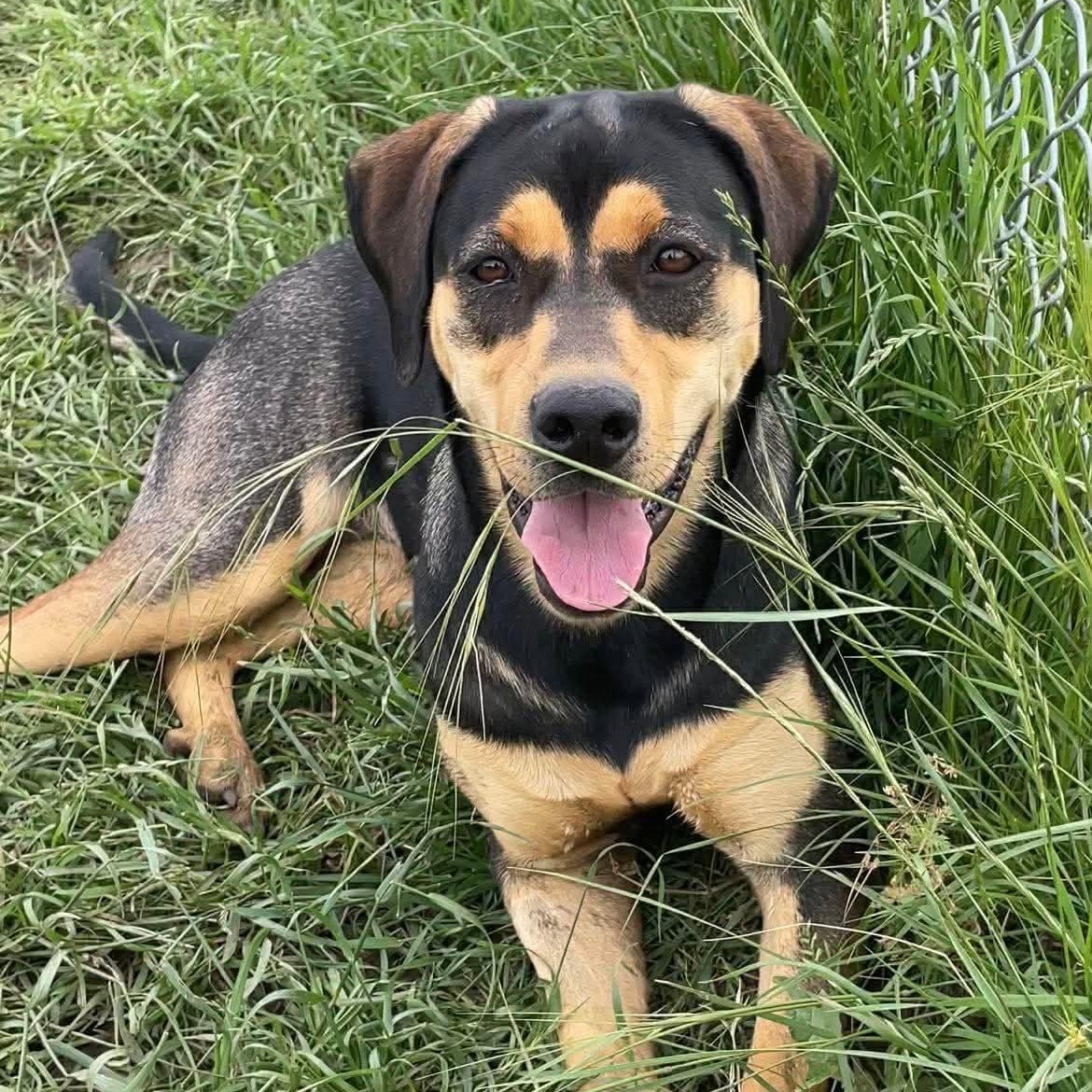 Enlarge Eve, a Adoptable mixed breed in Justin, TX image 2/6