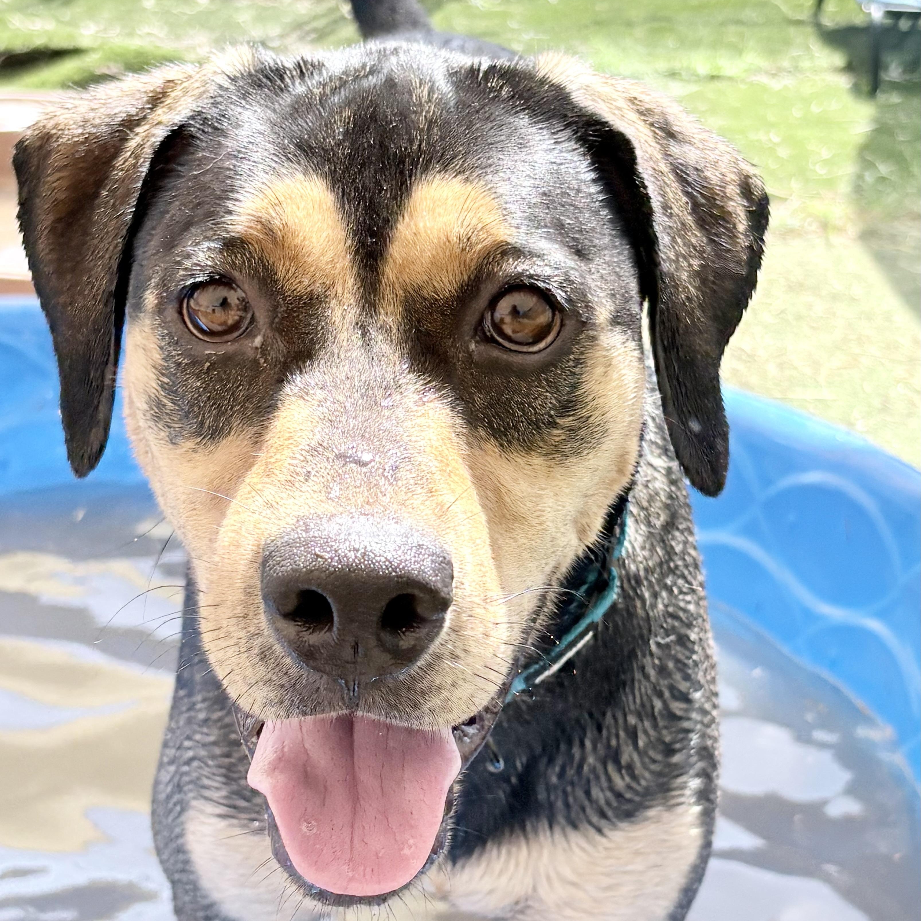 Enlarge Eve, a Adoptable mixed breed in Justin, TX image 3/6