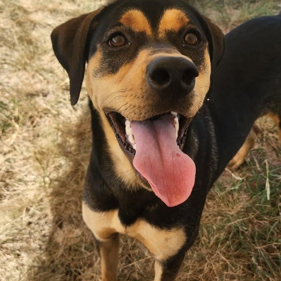 Enlarge Eve, a Adoptable mixed breed in Justin, TX image 5/6