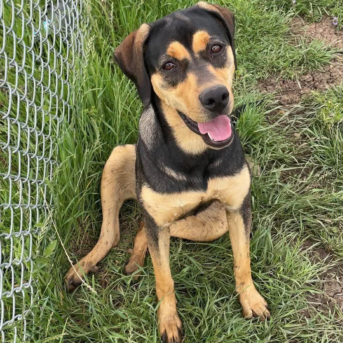 Enlarge Eve, a Adoptable mixed breed in Justin, TX image 4/6