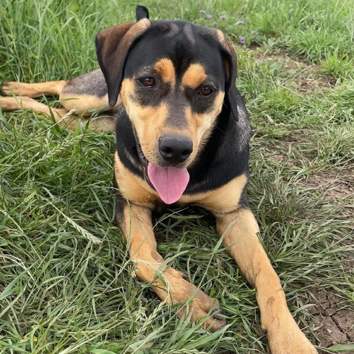 Enlarge Eve, a Adoptable mixed breed in Justin, TX image 6/6