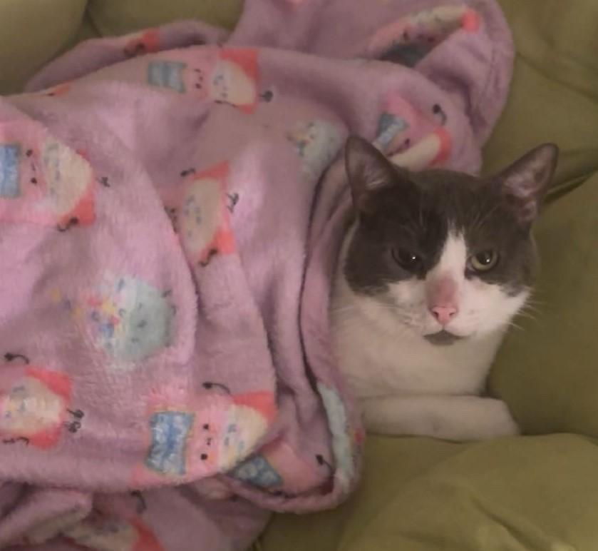 Enlarge Odin, a Adoptable Domestic Medium Hair in Avon, NY image 2/2