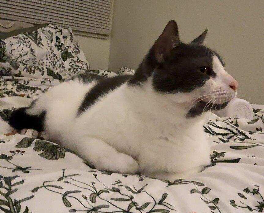 Enlarge Odin, a Adoptable Domestic Medium Hair in Avon, NY image 1/2