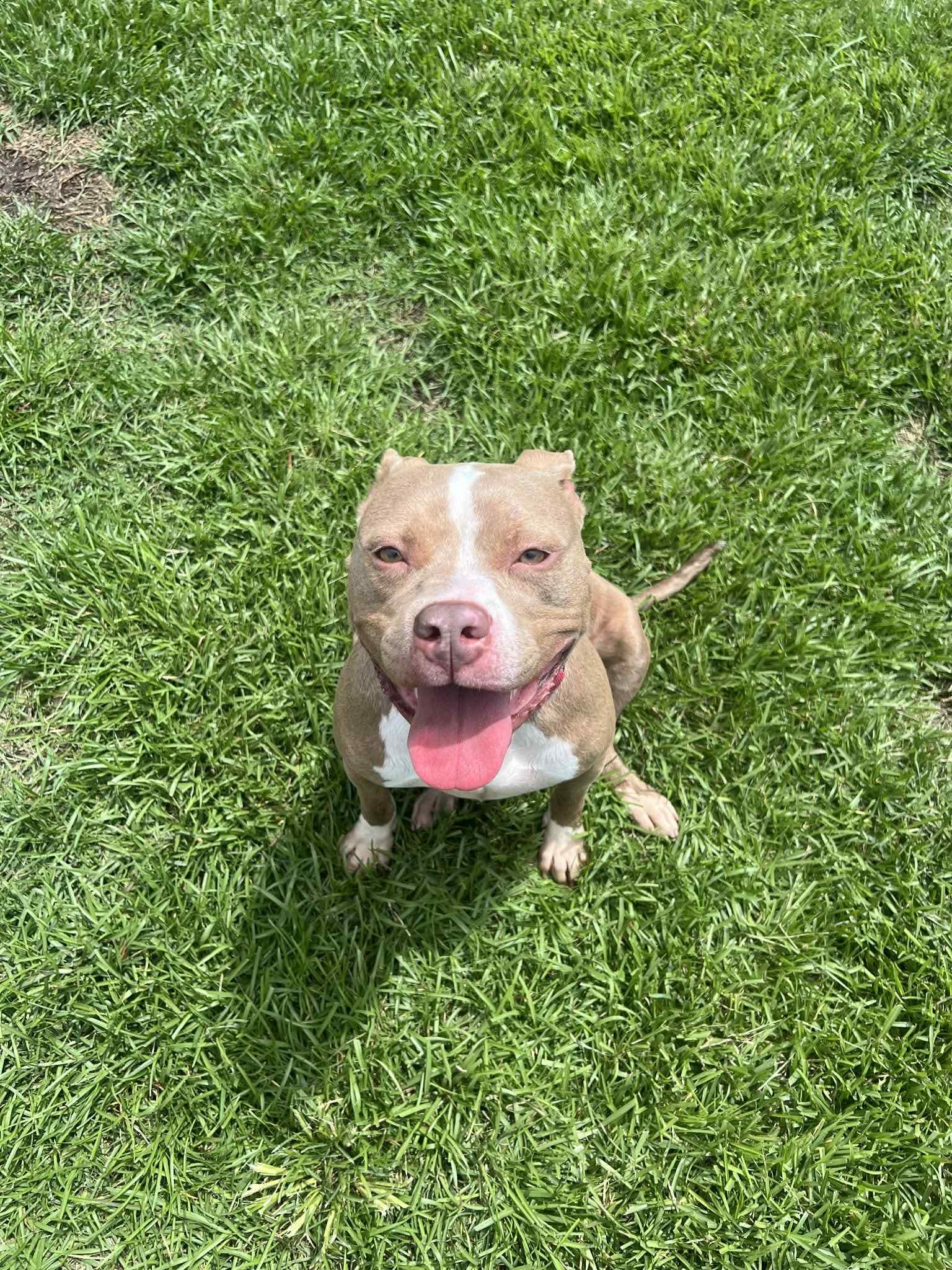 Cobbler, Adopted, Adult Female Mixed Breed.