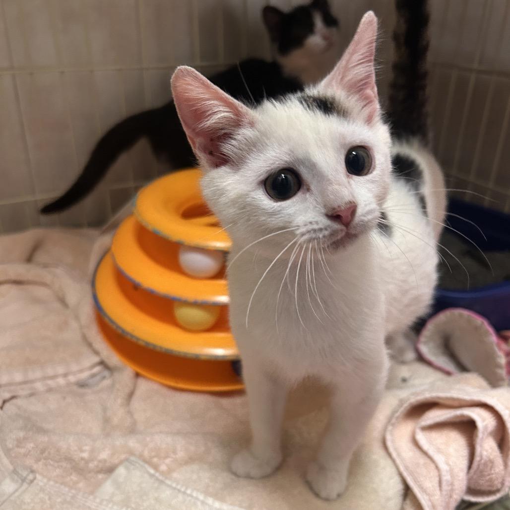 River, Adoptable, Kitten Male Domestic Short Hair.