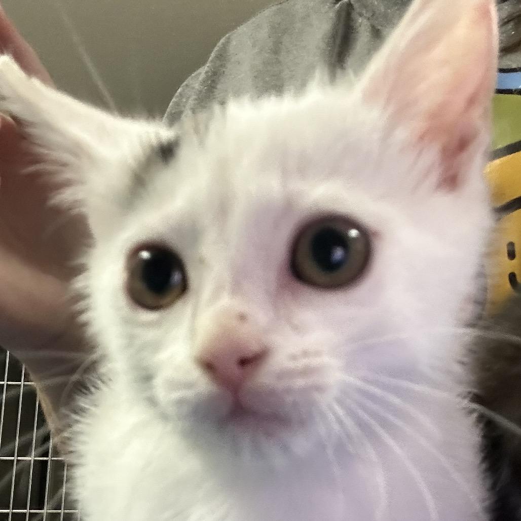 Enlarge River, a Adoptable Domestic Short Hair in Johnson City, TN image 2/2