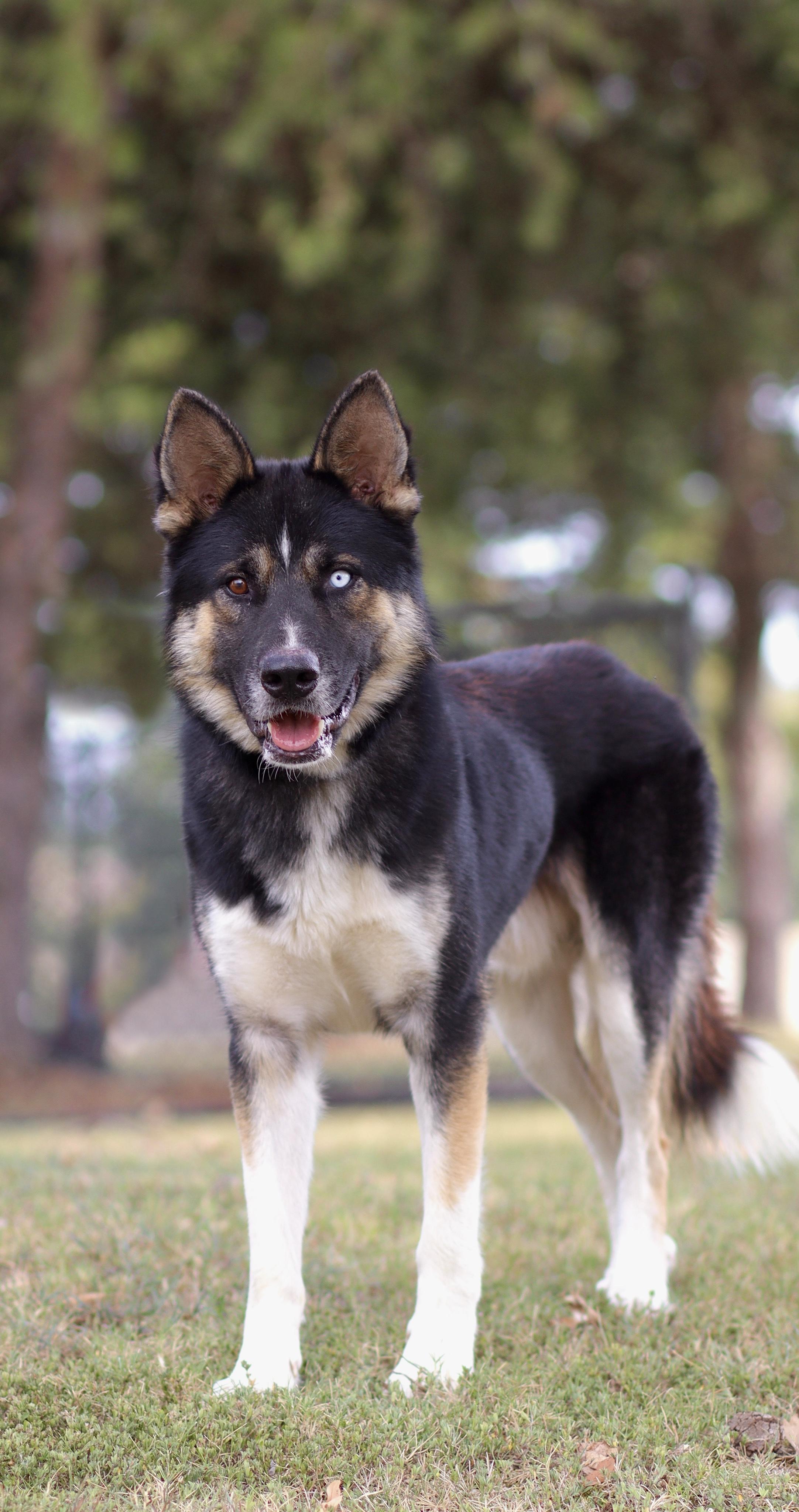Steele, Adoptable, Young Male German Shepherd Dog & Siberian Husky.