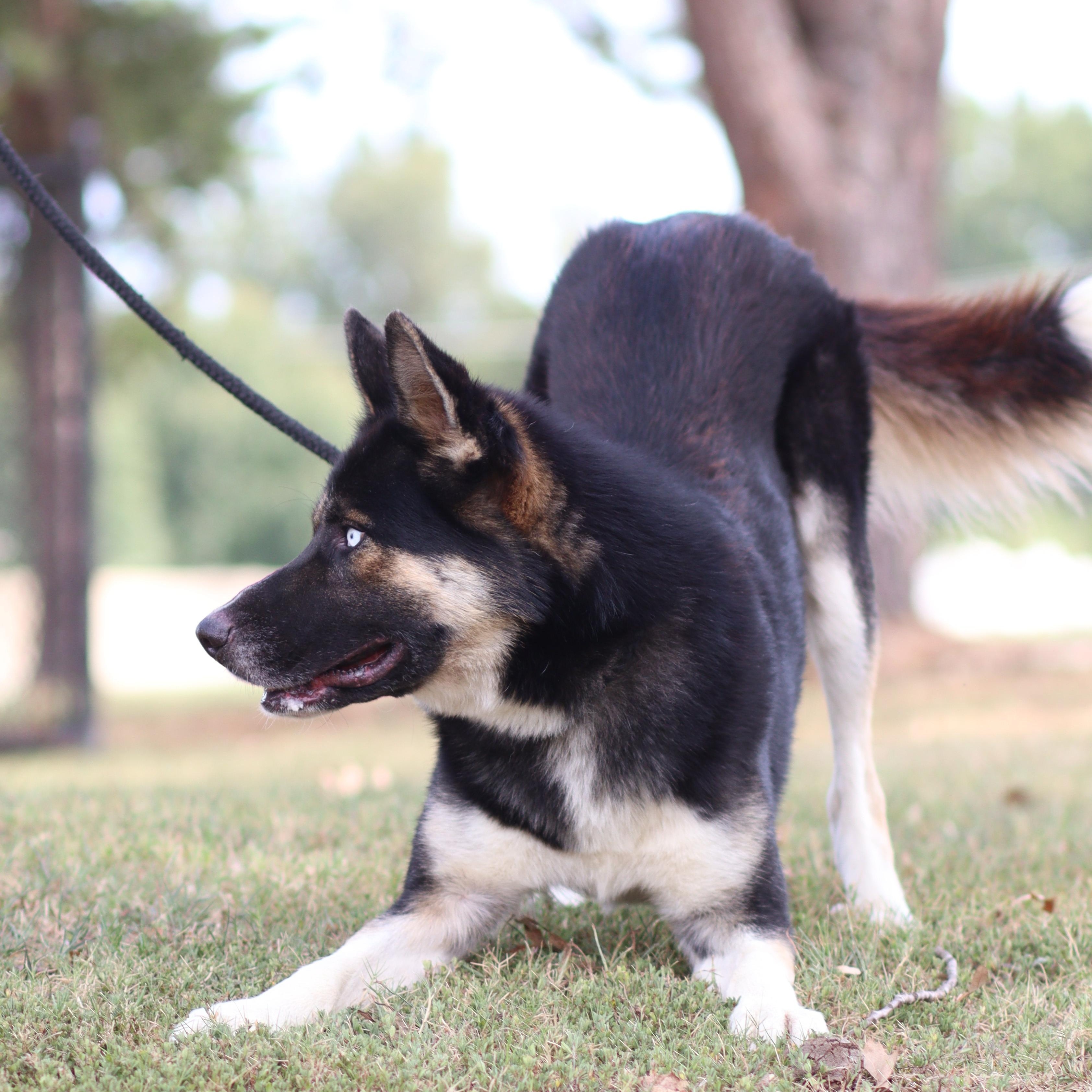 Enlarge Steele, a Adoptable mixed breed in Collierville, TN image 2/2