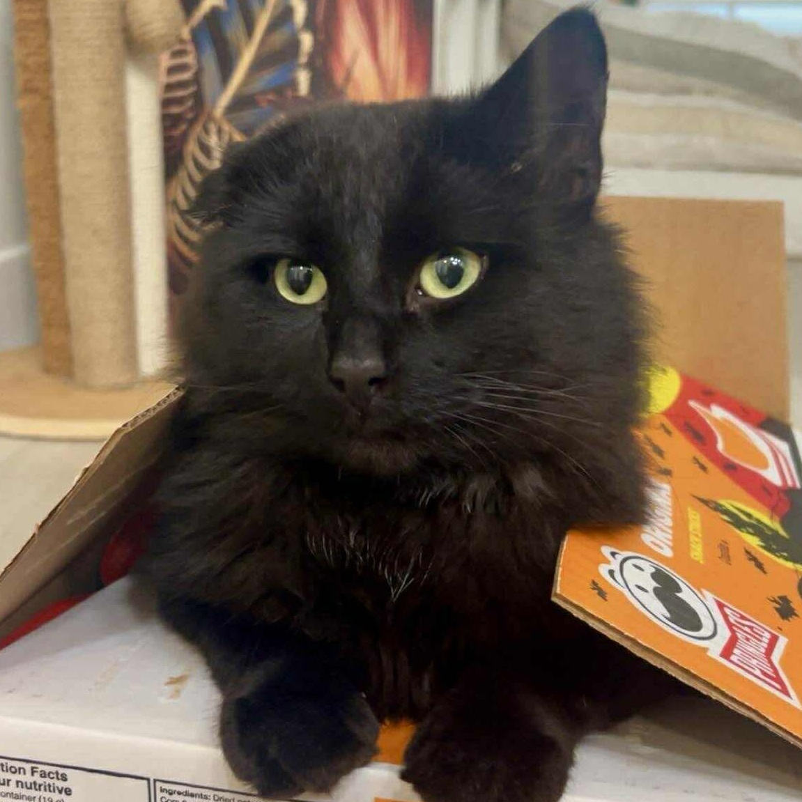 Enlarge McGregor, a ADOPTABLE Domestic Long Hair in Winnipeg, MB image 3/4