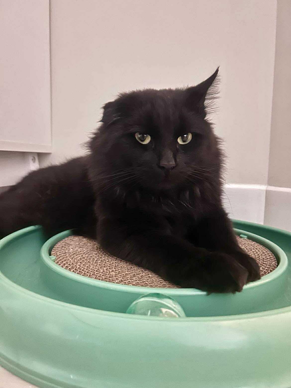 Enlarge McGregor, a ADOPTABLE Domestic Long Hair in Winnipeg, MB image 4/4