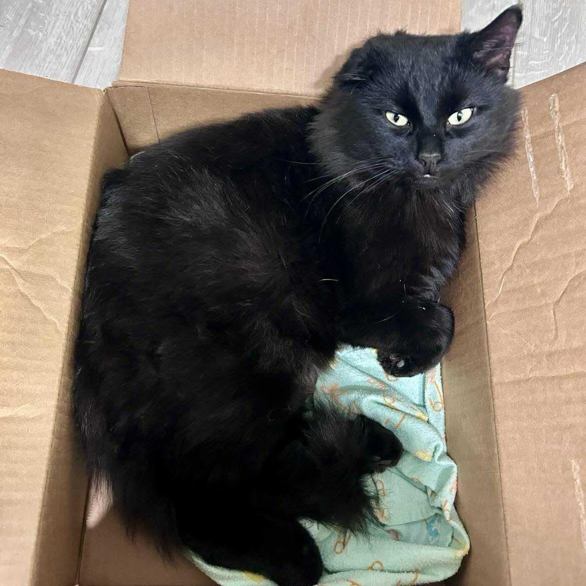 Enlarge McGregor, a ADOPTABLE Domestic Long Hair in Winnipeg, MB image 2/4