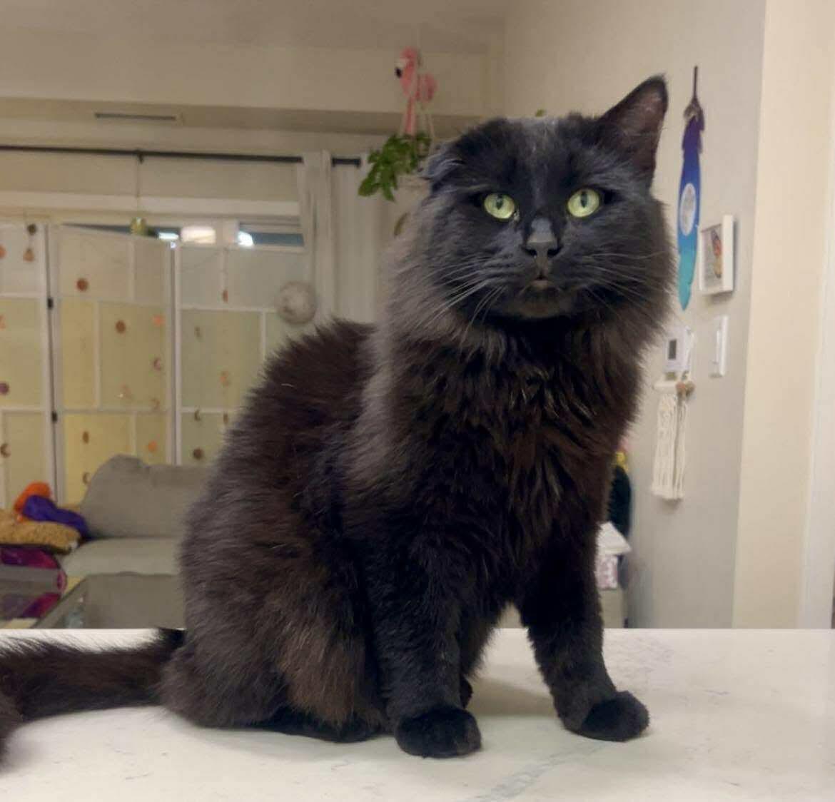 Enlarge McGregor, a ADOPTABLE Domestic Long Hair in Winnipeg, MB image 1/4