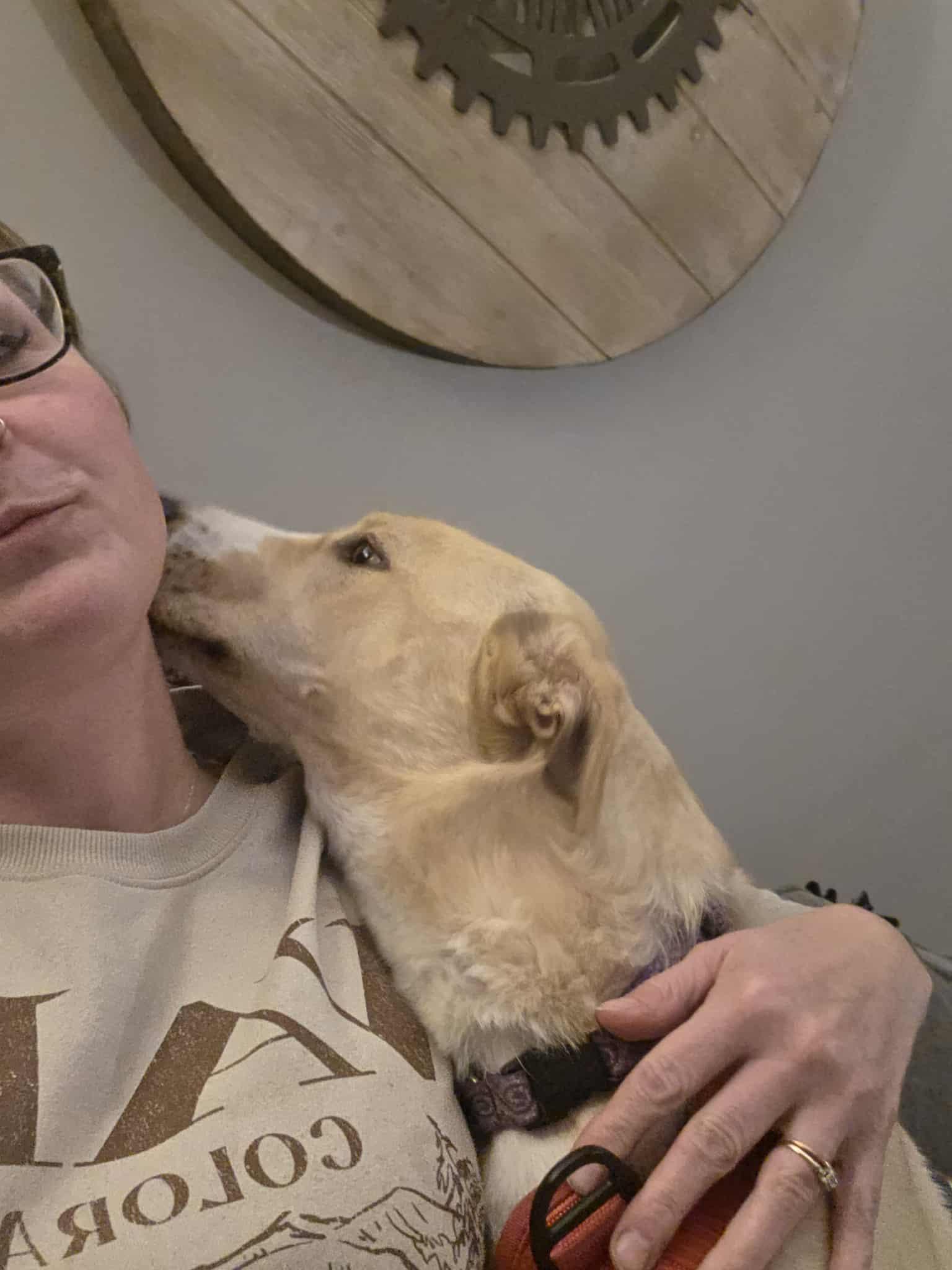 Lucy, an adoptable Cattle Dog, Yellow Labrador Retriever in Cloquet, MN, 55720 | Photo Image 5