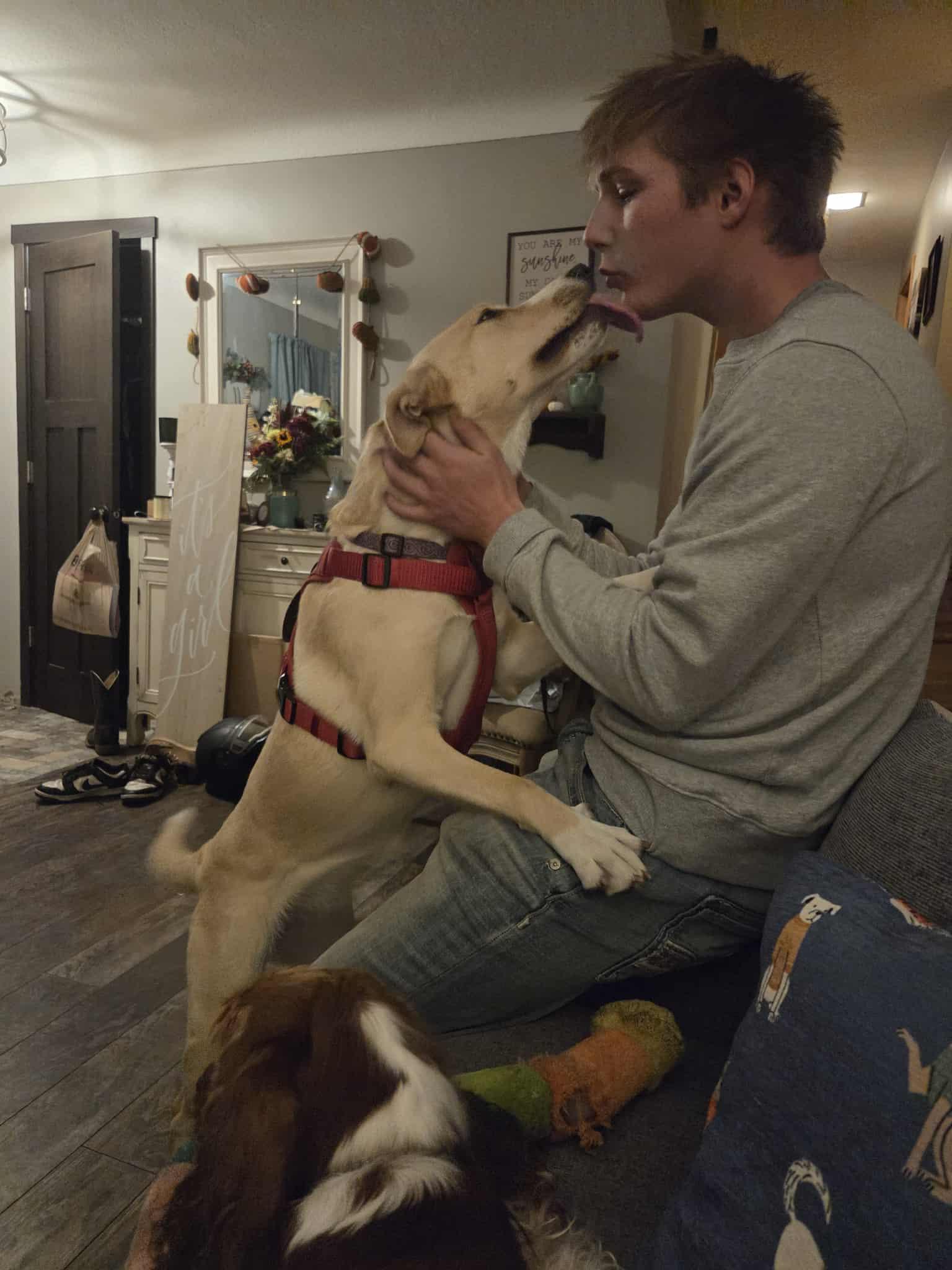 Lucy, an adoptable Cattle Dog, Yellow Labrador Retriever in Cloquet, MN, 55720 | Photo Image 1
