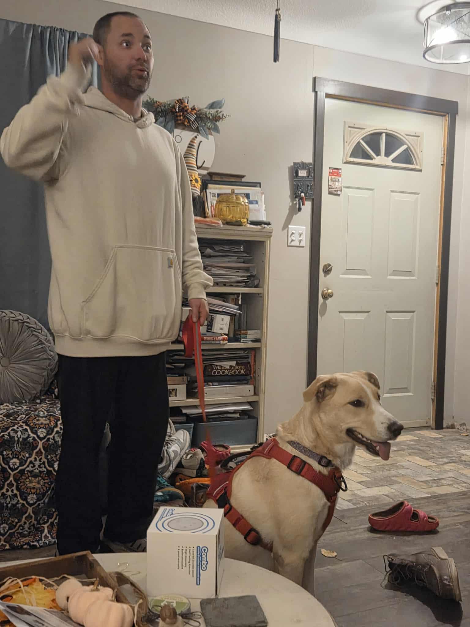 Lucy, an adoptable Cattle Dog, Yellow Labrador Retriever in Cloquet, MN, 55720 | Photo Image 2