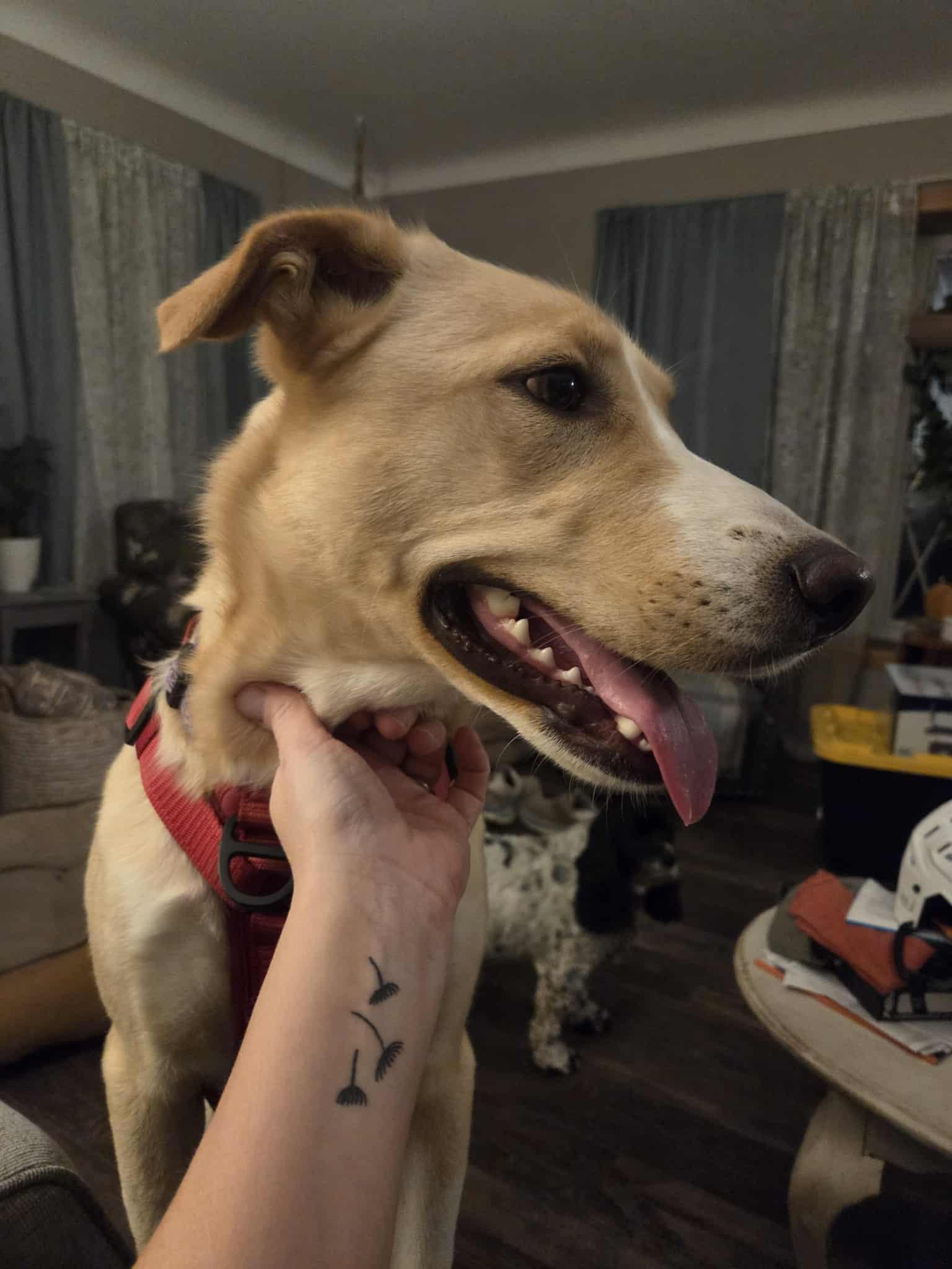 Lucy, an adoptable Cattle Dog, Yellow Labrador Retriever in Cloquet, MN, 55720 | Photo Image 3