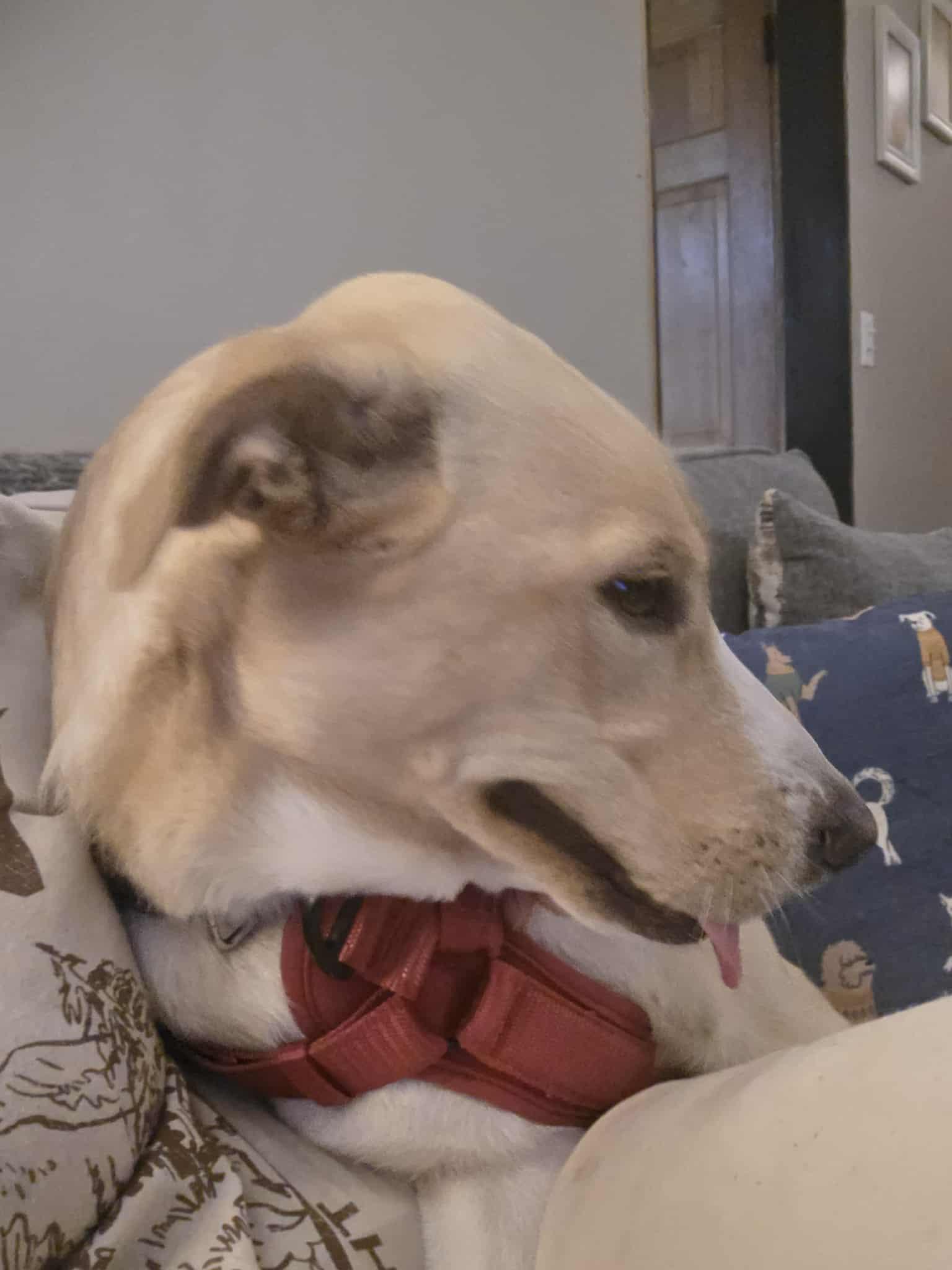 Lucy, an adoptable Cattle Dog, Yellow Labrador Retriever in Cloquet, MN, 55720 | Photo Image 4