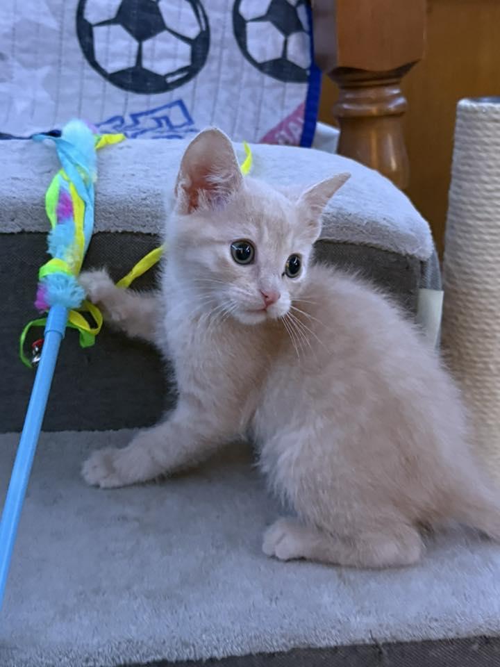 Butterscotch, adopted, Kitten Male Domestic Short Hair.