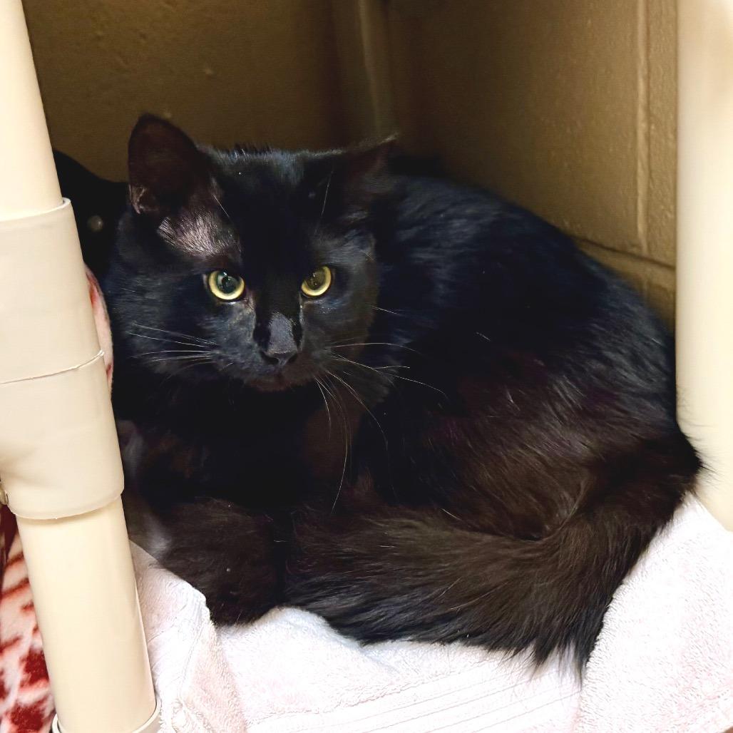 Shadow, Adoptable, Young Male Domestic Long Hair.