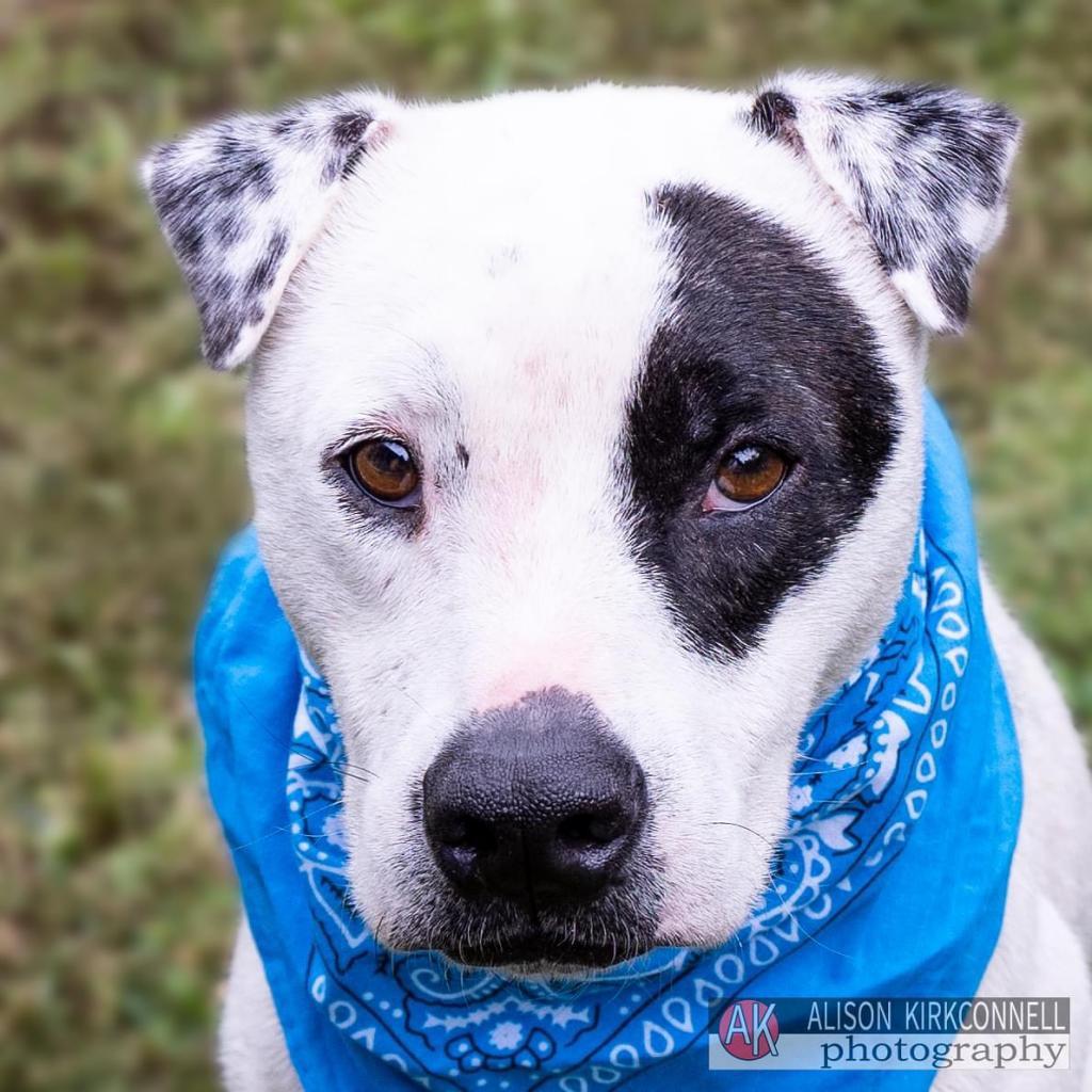 Brodie, Adoptable, Adult Male American Staffordshire Terrier & Mixed Breed.