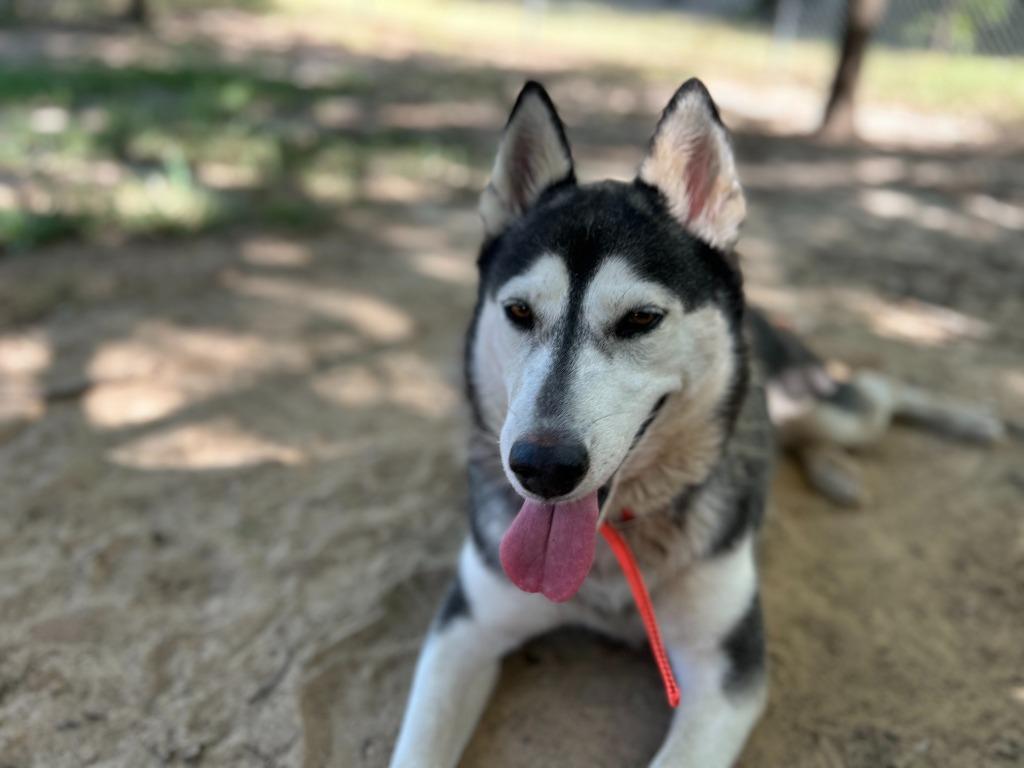 Allie, Adoptable, Adult Female Husky.