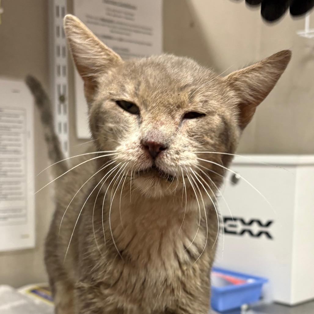 Enlarge Waldo, a Adoptable Domestic Short Hair in Yuma, AZ image 1/1
