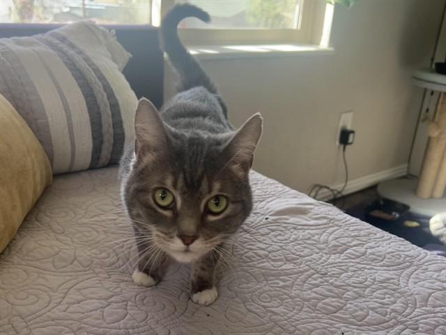 Enlarge LITTLE GREY, a Adoptable Domestic Short Hair in Colorado Springs, CO image 1/1