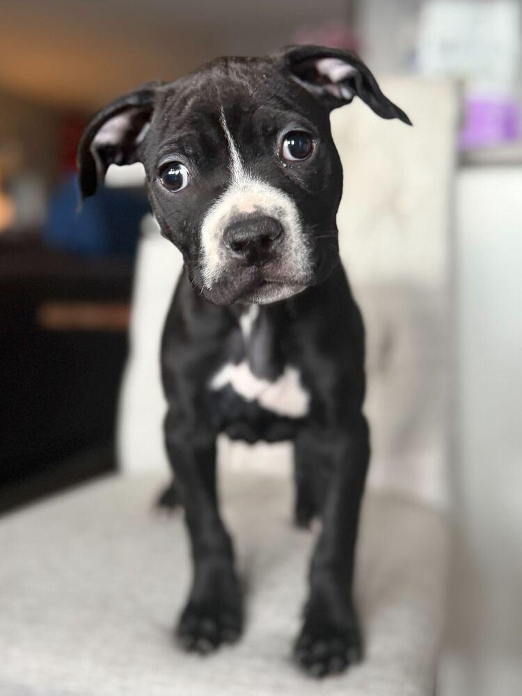 Enlarge Soho, a Adoptable mixed breed in New York, NY image 1/2