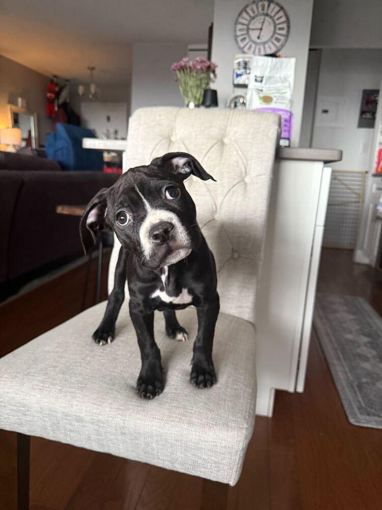 Enlarge Soho, a Adoptable mixed breed in New York, NY image 2/2