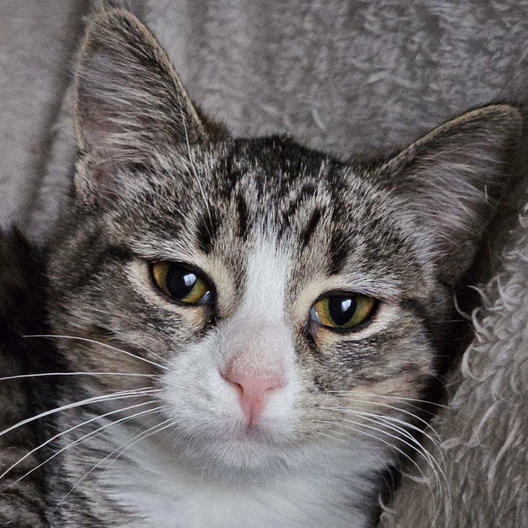 Livi, Adoptable, Kitten Female Domestic Short Hair.