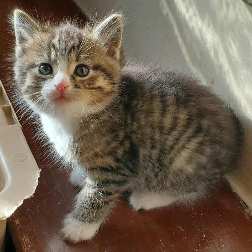 Enlarge Livi, a Adoptable Domestic Short Hair in Grinnell, IA image 2/2