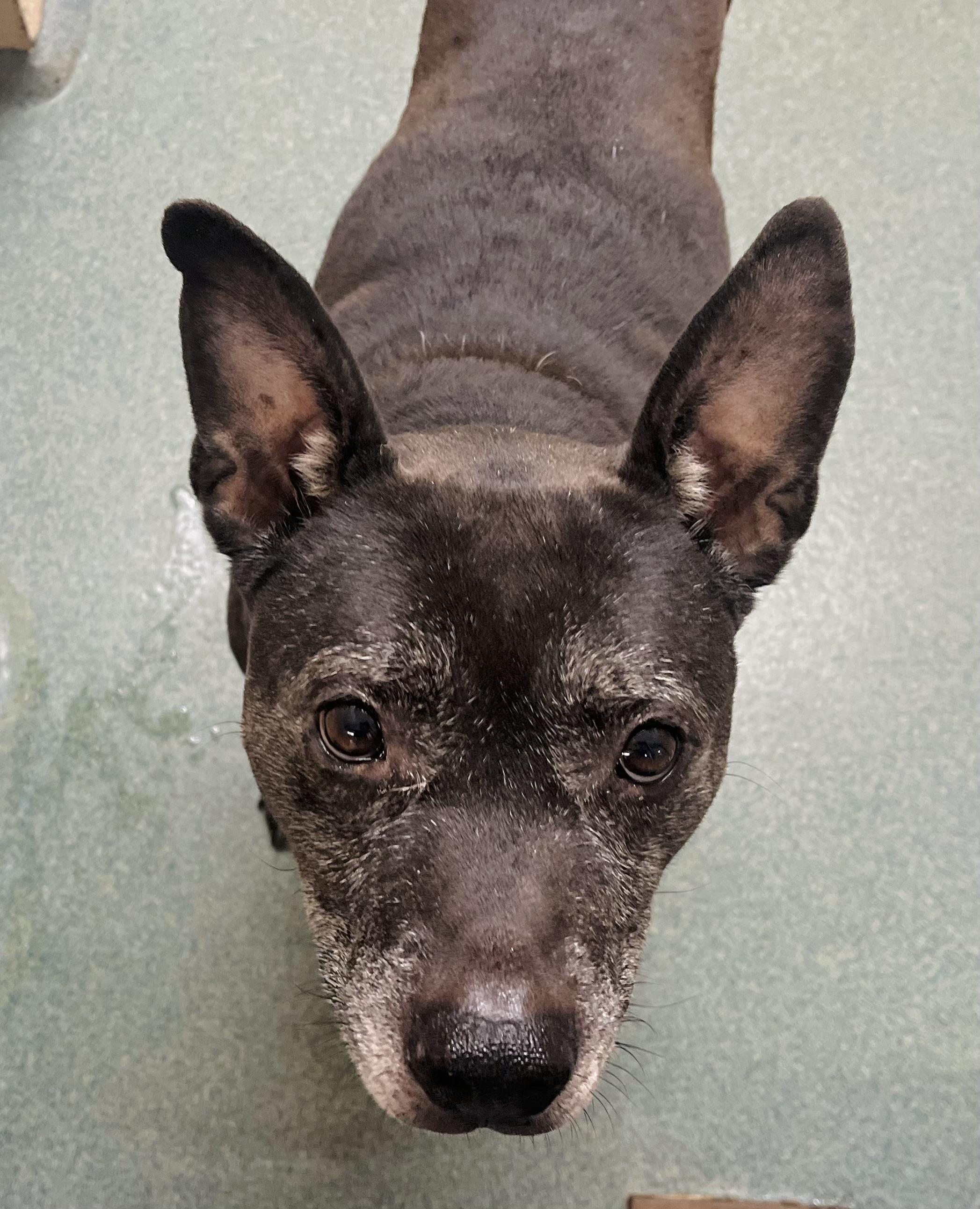 Enlarge Razor, a Adoptable mixed breed in Martinsville, VA image 1/1