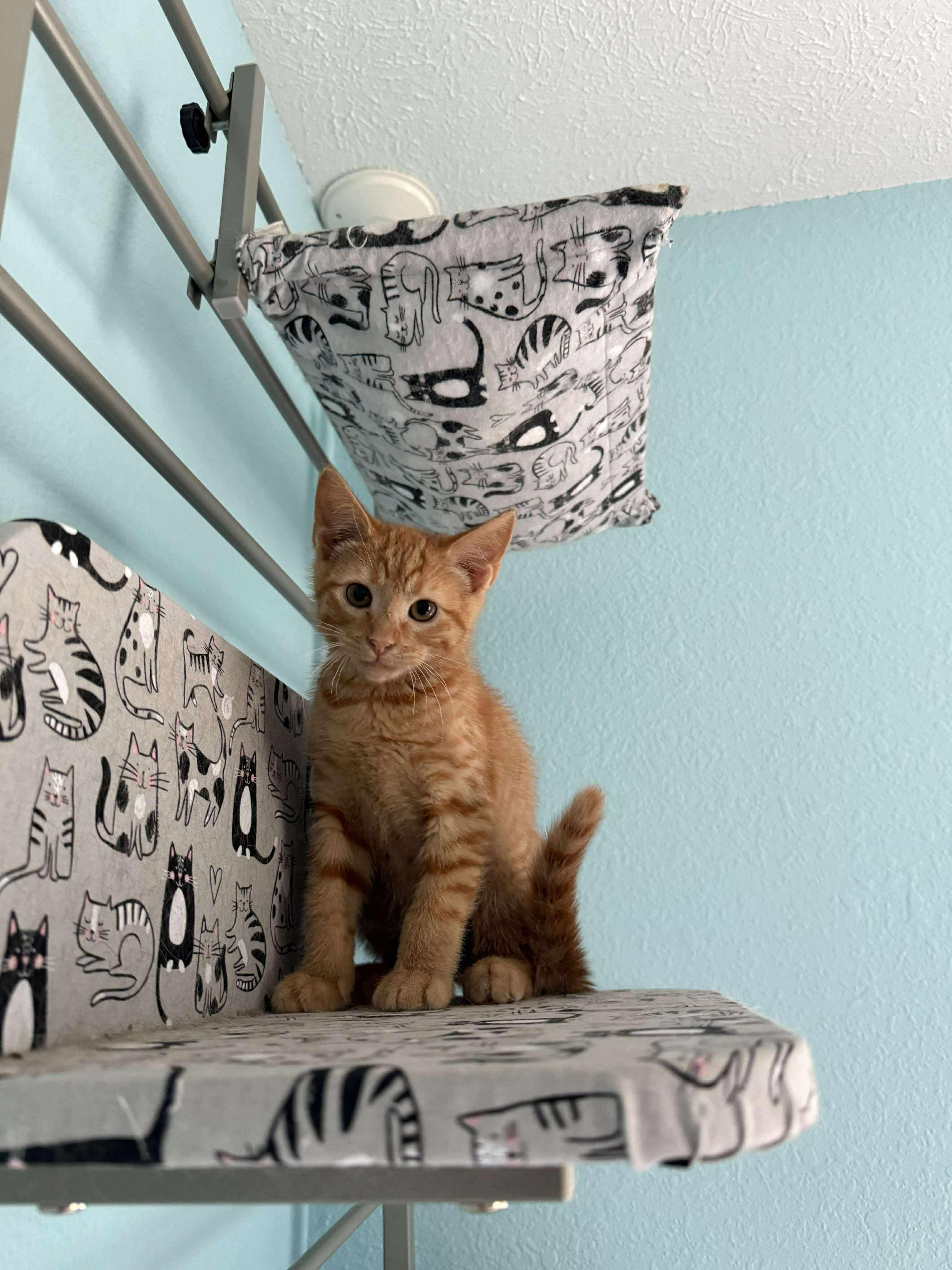 Pete