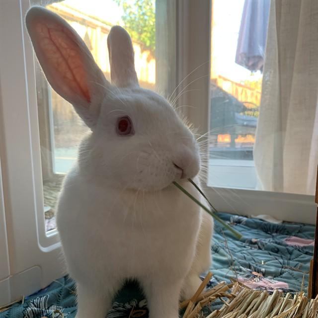 DISCO, Adoptable, Young Female Bunny Rabbit.