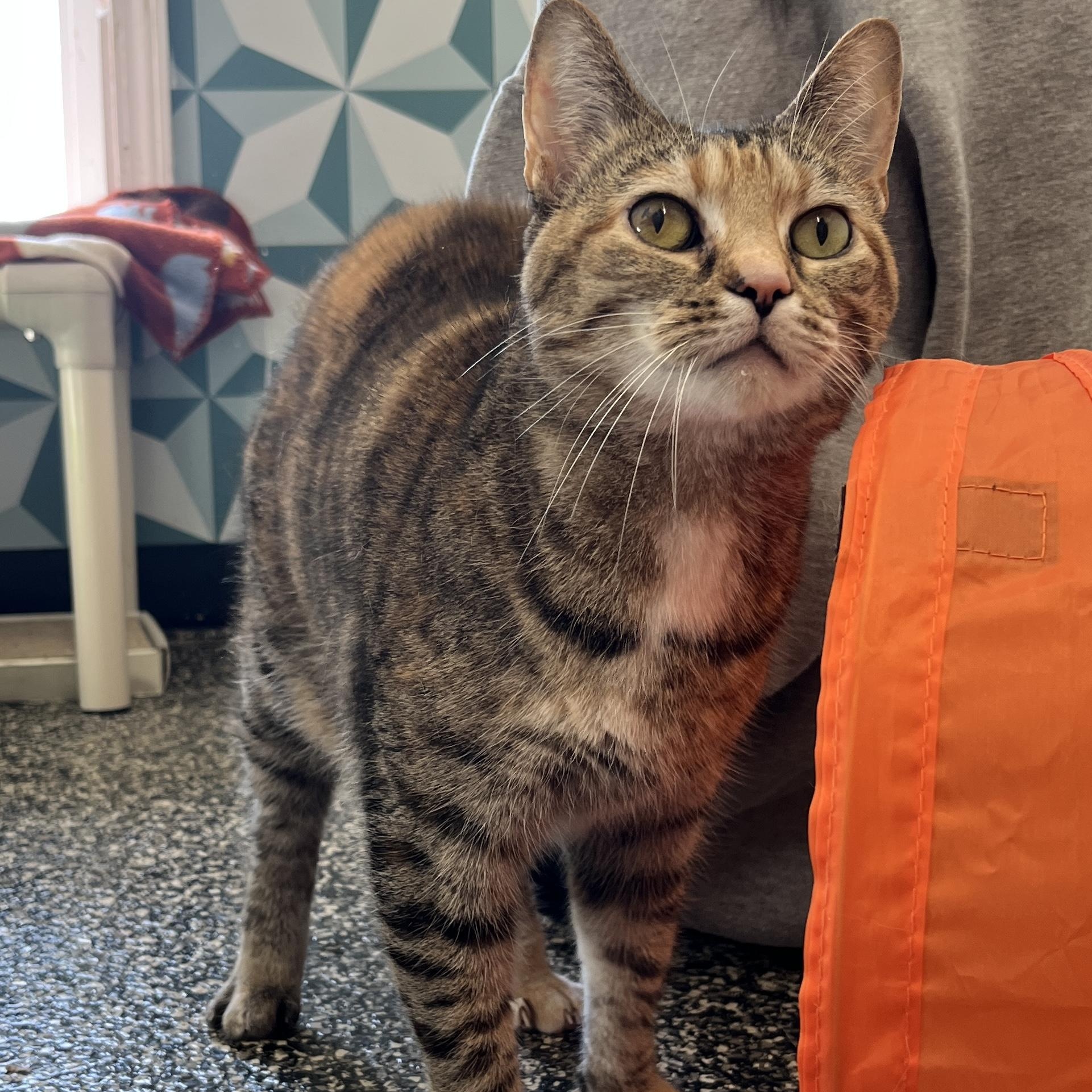 J Lo, ADOPTABLE, Adult Female American Bobtail & Domestic Short Hair.