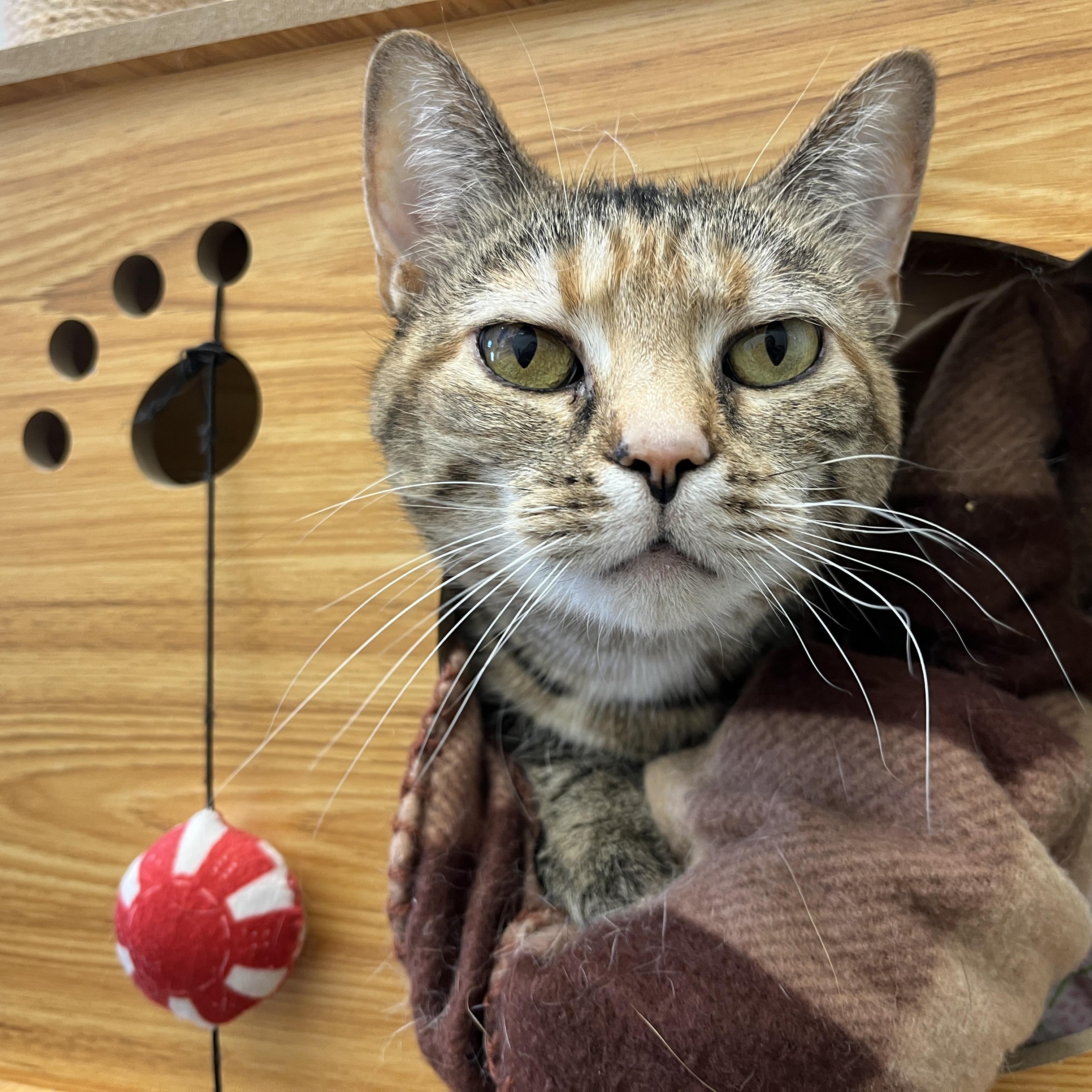 J Lo, a ADOPTABLE mixed breed in McKenzie, TN image 2/3