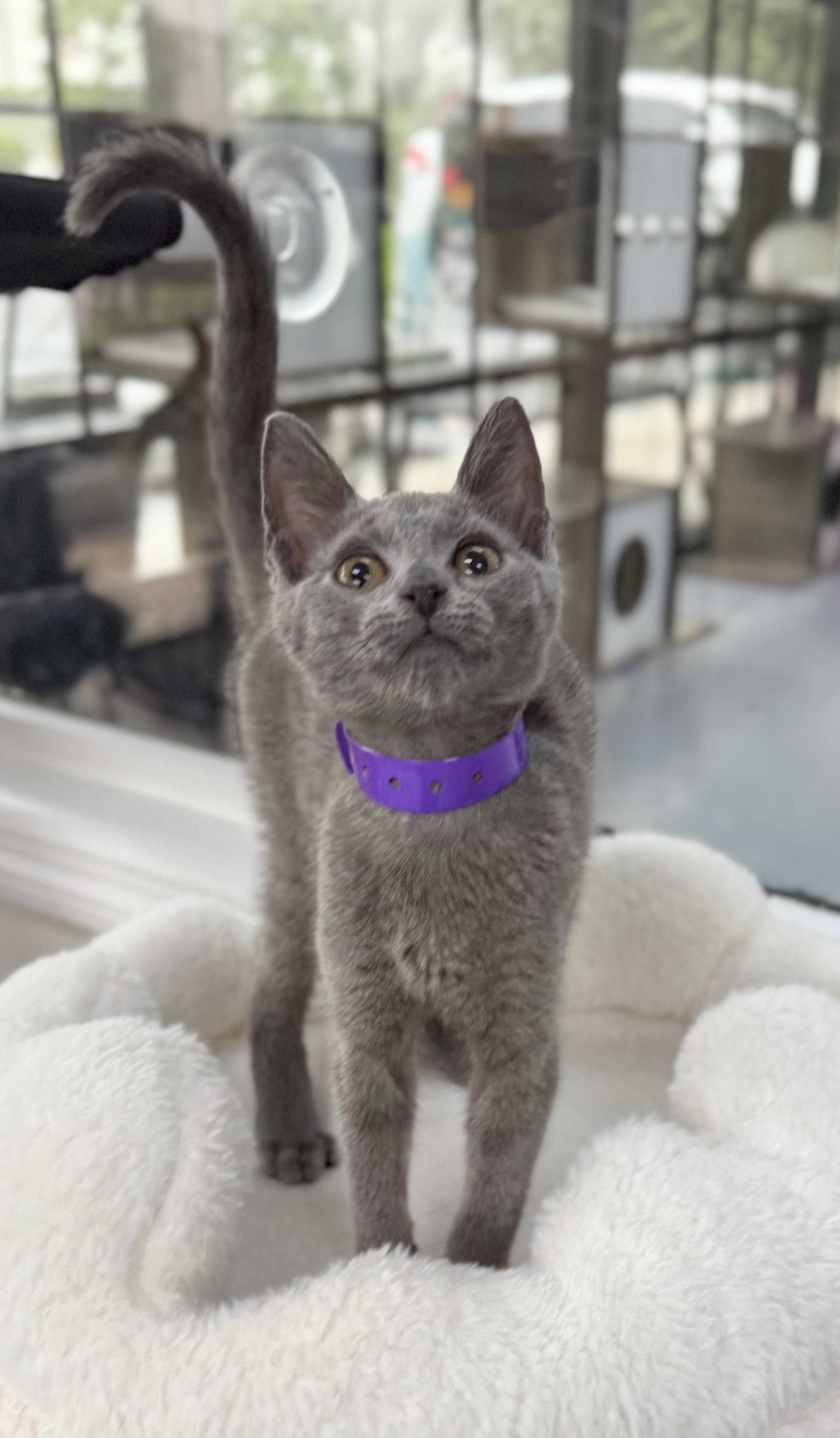 Violet