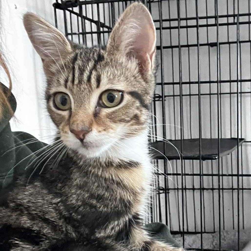 Nora (tiny baby), adopted, Kitten Female Tabby.