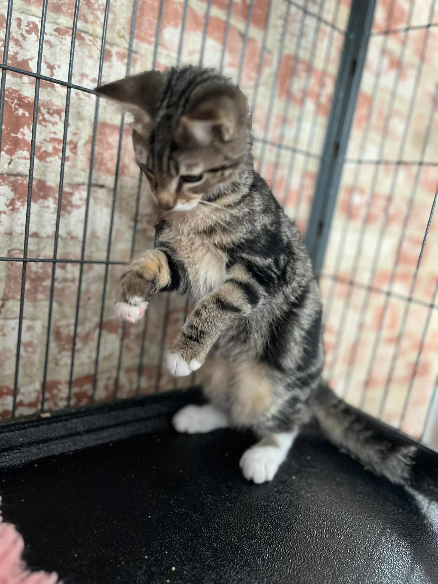 Nora (tiny baby), an adopted Tabby in Huntington, NY image 3/3