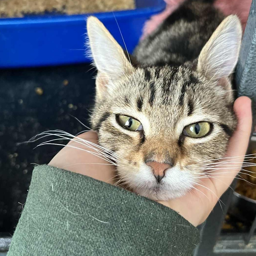 Nora (tiny baby), an adopted Tabby in Huntington, NY image 2/3
