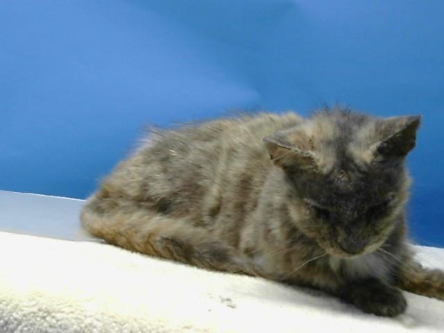 Enlarge A5773643, a Adoptable Domestic Short Hair in Gardena, CA image 1/1