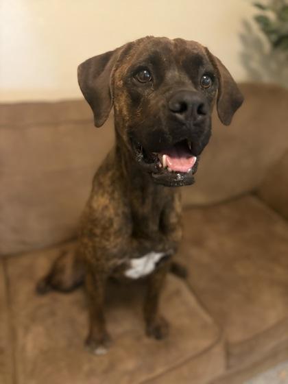 Benji, Adoptable, Adult Male Boxer.
